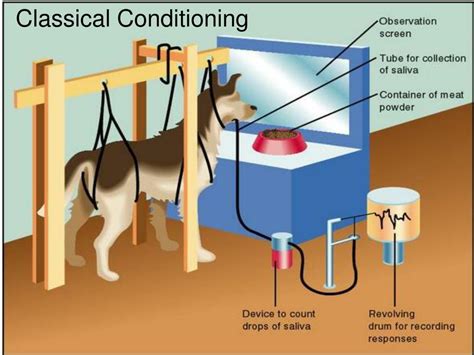 Ppt Classical Conditioning Powerpoint Presentation Free Download