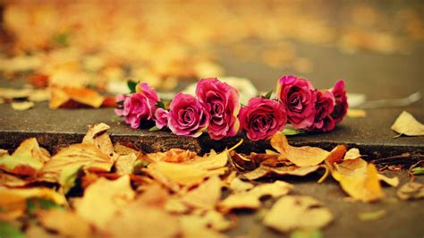 Fall Flowers Wallpaper (48+ pictures) - WallpaperSet