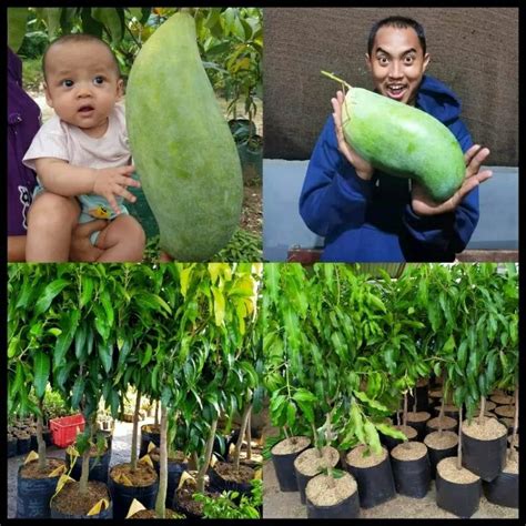 Jual Bibit Mangga Mahatir Super Besar Tinggi Meter Batang Besar Siap