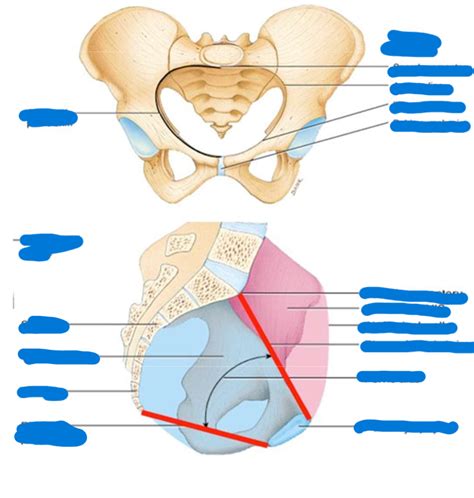 True/False Pelvis label Diagram | Quizlet