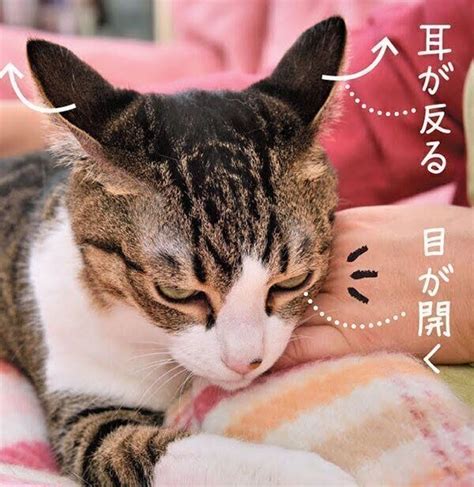 猫の「顔まわり」の撫で方の正解 4つの部位別で解説♪（ねこのきもちnews）