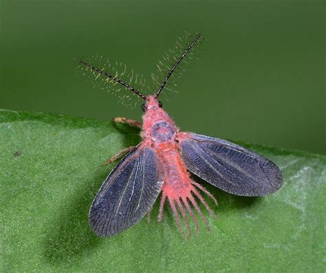 Male Scale Insect Taking Off Insekten