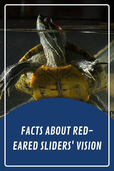 Fascinating Facts About Red Eared Sliders Vision