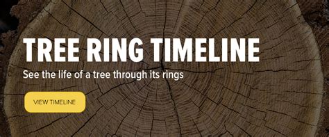 The Living Forest What Tree Rings Tell Us About The Life Of A Tree