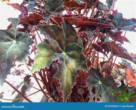 Red Velvet Begonia Ornamental Plant Which Is A Type Of Begoniaceae