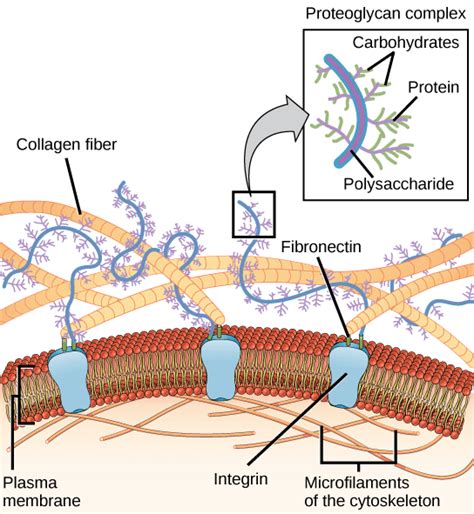 Fibronectin A Cell Adhesion And Blood Clotting Protein Owlcation