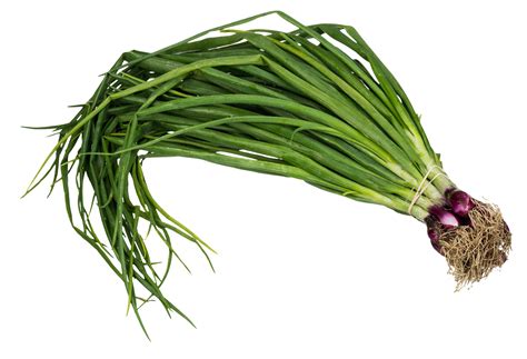 Scallion Spring Onion Png Image For Free Download