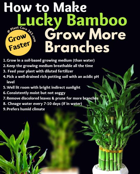 How To Make My Lucky Bamboo Grow Faster With More Branches