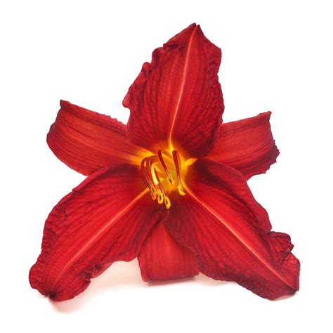 Premium Photo Red Flower Hemerocallis Daylily Isolated On A White