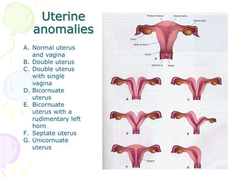 Ppt Development Of Male And Female Reproductive System Powerpoint Presentation Id 582569