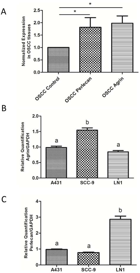 MRNA Expression Levels Of Agrin And Perlecan A Validation Of Higher