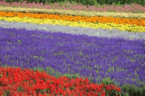 Tempat Wisata Di Hokkaido Jepang Dan Kulinernya Tempatwisataunik