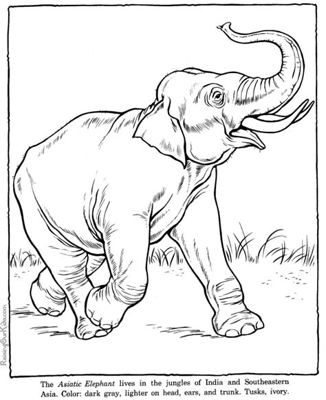 Elephant coloring pages - Zoo animals