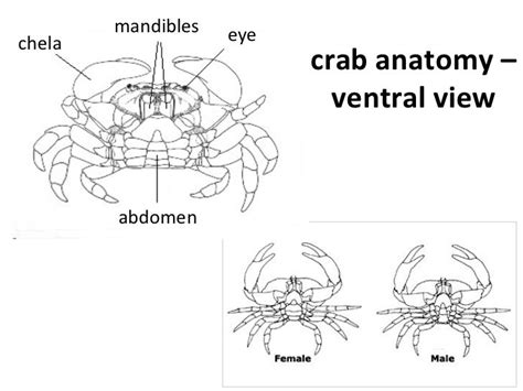 crab parts  functions  justin pope blog