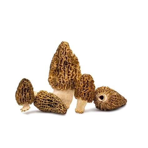 Morilles Mitrofresh champignons sauvages frais