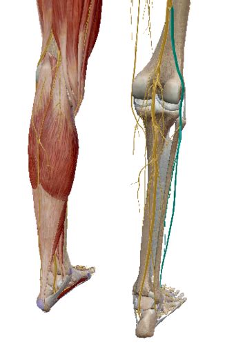 Detailed Study Of The Common Fibular Nerve Flashcards Quizlet