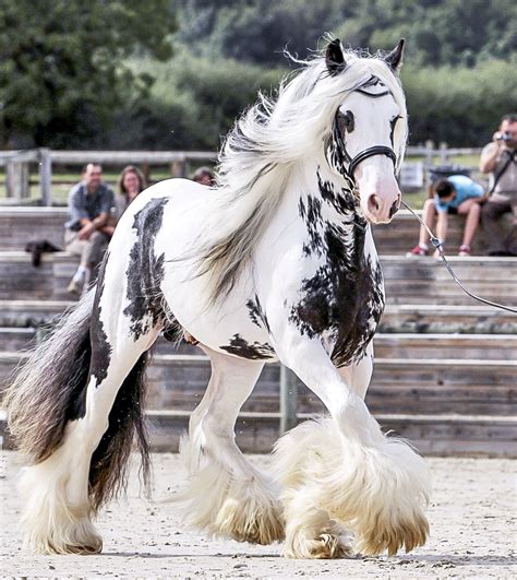 Frisons Irish Cob Frison Gypsy Cob Friesian Gypsy Vanner Cheval