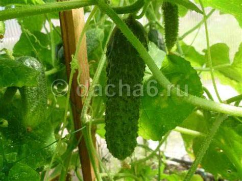 Огурцы Эколь F1: описание с фото