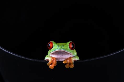 Red Eye Tree Frog Hd Wallpaper Wallpaper Flare