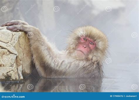 Snow Monkey In Hot Spring Stock Photo Image Of Activity