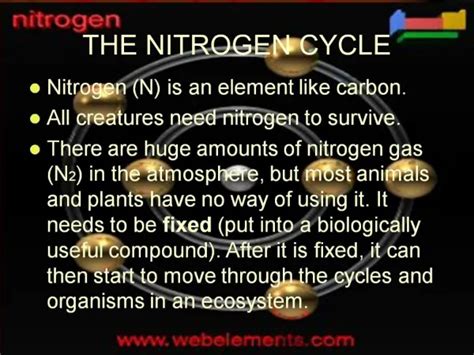 PPT - The Nitrogen Cycle PowerPoint Presentation, free download - ID ...