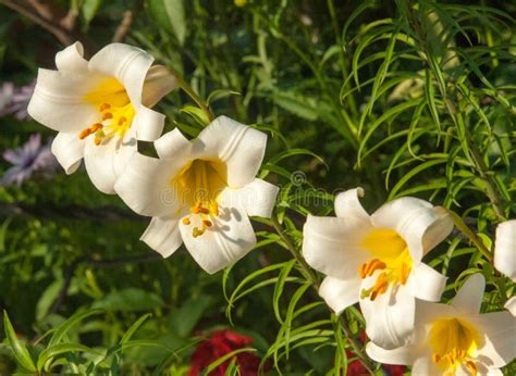 Lirios Blancos Una Flor De Lis Her Ldica Flores En El Macizo De Flores