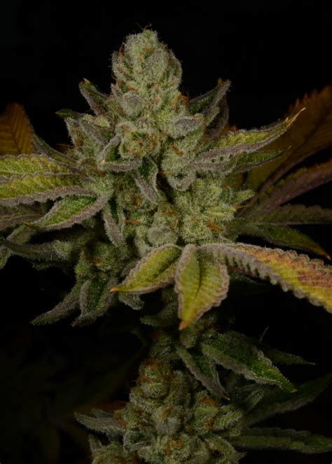 Strawberry Cough Strain Info Strawberry Cough Weed By Premium Cultivars Growdiaries