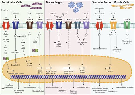 Role Of Mechanosensitive Channels Receptors In Atherosclerosis