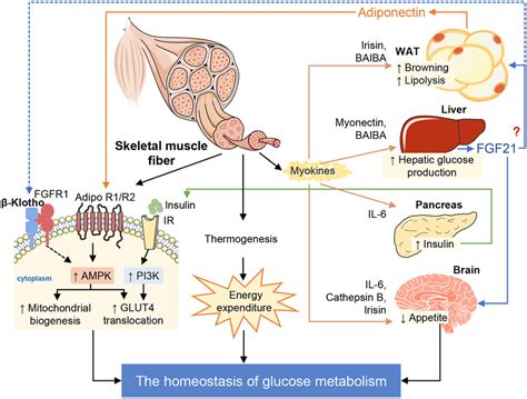 The Roles Of Skeletal Muscle And Muscle Specific Klotho In The