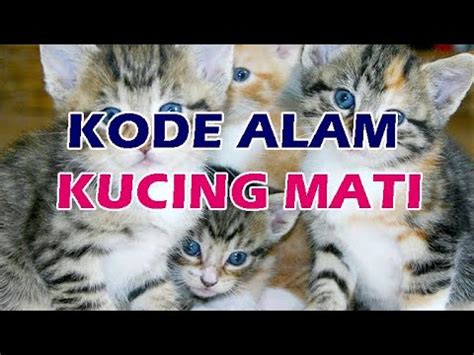 Erek Erek Kucing Mati Di Jalan Kode Alam D D D Angka Kucing Mati