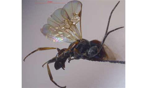 Two new species of parasitic wasps described from an altitude of over ...