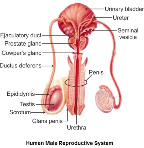 NCERT Solutions for Class 12-science Biology CBSE Chapter 2: Human ...