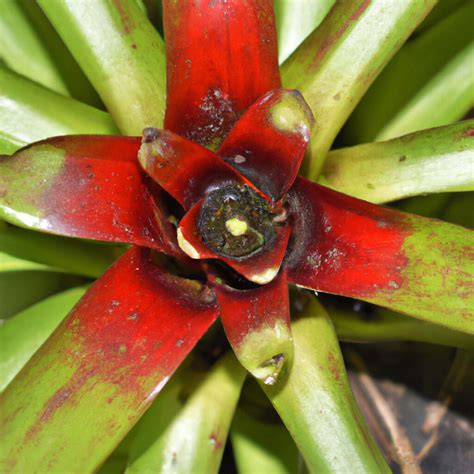 Bromelia Imperial O Alcantarea Imperialis Cuidados De Esta Popular