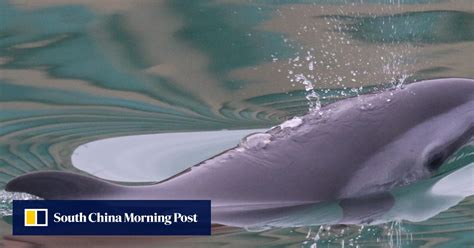 Rare Dolphin Spotted In Hong Kong’s Gold Coast Marina South China Morning Post