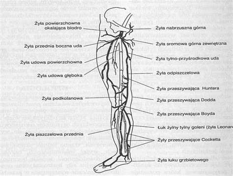 Zatorowość płucna zapalenie zakrzepowe żył leczenie objawy i przyczyny