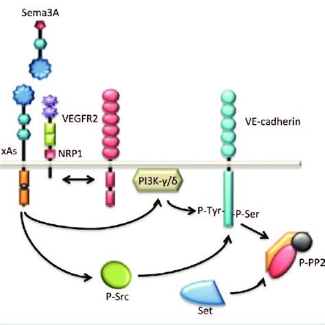 Schematic Representation Of Vertebrate Semaphorins And Their Receptors