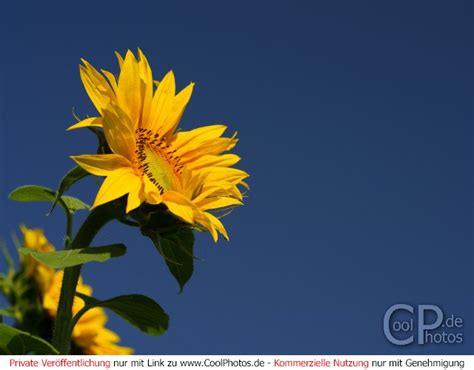 CoolPhotos.de - Fotos - Blumen & Pflanzen - Sonnenblumen