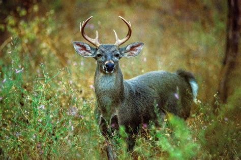 Fauna Silvestre Minagri y UNC impulsan creación de Centro de