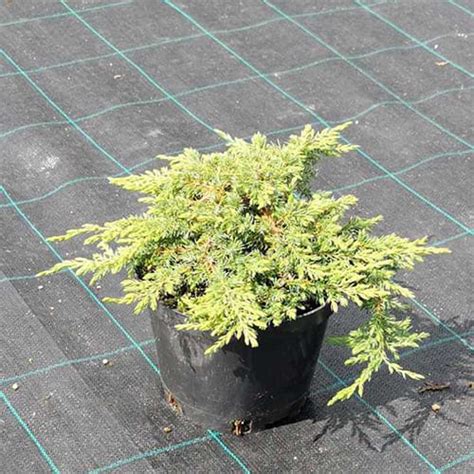 Купить можжевельник обыкновенный Green Carpet в Екатеринбурге