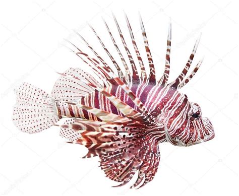 Tropical fish - The Red Lionfish (Pterois volitans) Royalty Free Stock Images , #AFF, #Lionfish ...