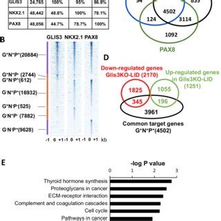 Glis Nkx And Pax Binding To The Mouse Thyroid Gland Genome