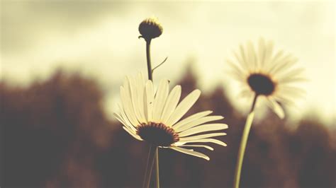 Wallpaper Sunlight Flowers Nature Sky Field Yellow Morning