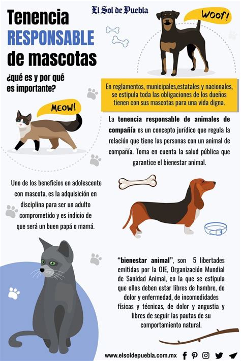 Tenencia responsable de mascotas qué es y por qué es importante