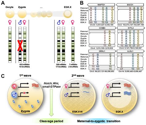 Figures And Data In Zygotic Gene Activation In The Chicken Occurs In