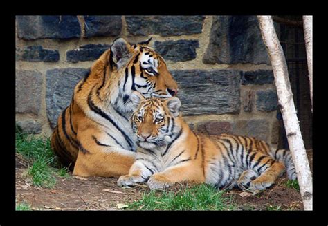 Endangered Tigers: Stop Poaching and Save Habitat to Prevent Extinction ...