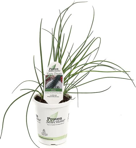 Proven Selections Medium Chives Live Plant Herb 425 In