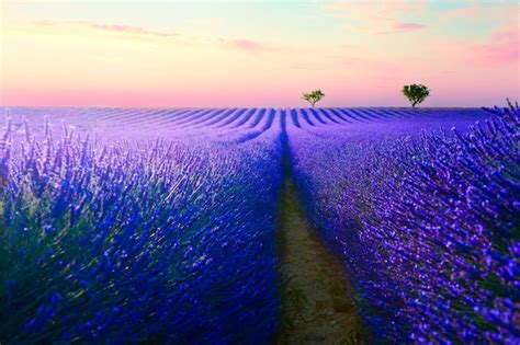 Campos De Lavanda En Flor Al Atardecer En Valensole Provence Francia