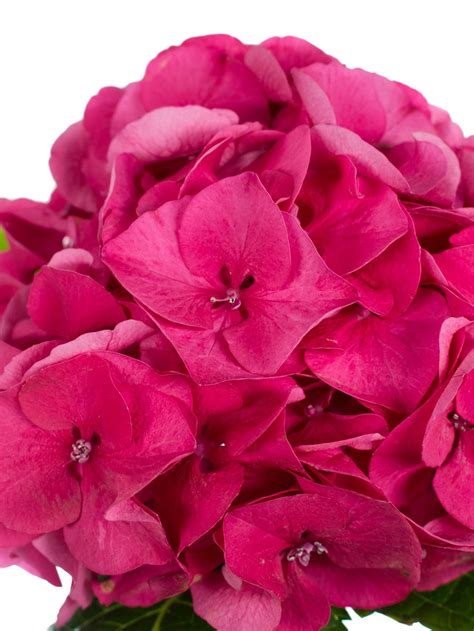 Hortensie Magical Sibilla Rot Pink Blumigo