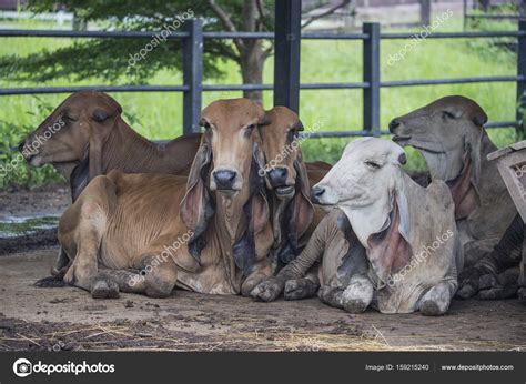 Fotos De Indu Brasil Vaca Granja Imagen De © Waraphornap 159215240