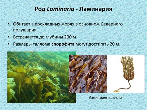 Бурые и зеленые водоросли - online presentation